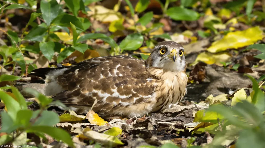 Printemps : si vous trouvez ce jeune oiseau sauvage au sol lors d'une balade, ce geste bien intentionné peut lui coûter la vie